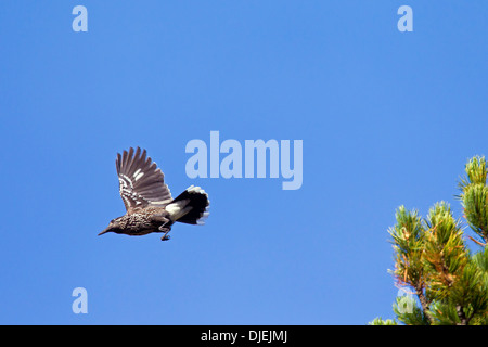 Avvistato schiaccianoci / Eurasian schiaccianoci (Nucifraga caryocatactes) in volo nelle Alpi Foto Stock