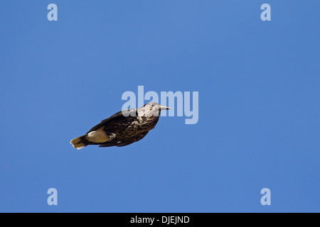 Avvistato schiaccianoci / Eurasian schiaccianoci (Nucifraga caryocatactes) in volo nelle Alpi Foto Stock