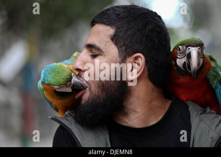 La striscia di Gaza, Territori palestinesi, . 27 Nov, 2013. Ahmed Jomaa 20 anni il detentore di Rafah zoo baci a 6 mesi di età pappagallo che appartiene ai pappagalli macaw mentre il pappagallo siede sulla spalla dell'Zookeeper a Rafah Zoo nel sud della striscia di Gaza il 27 novembre 2013 molti animali sono state introdotte di contrabbando in Gaza dall'Egitto attraverso il tunnel che si trova lungo il confine a sud della striscia di Gaza.Foto: Ahmed Deeb/NurPhoto © Ahmed Deeb/NurPhoto/ZUMAPRESS.com/Alamy Live News Foto Stock