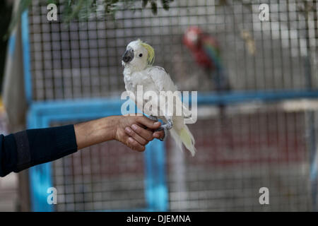 La striscia di Gaza, Territori palestinesi, . 27 Nov, 2013. un pappagallo chiamato ''Koko'' si siede sul braccio del detentore di Rafah Zoo nel sud della striscia di Gaza il 27 novembre 2013 molti uccelli appartengono al macaw pappagalli sono state introdotte di contrabbando in Gaza dall'Egitto attraverso il tunnel nel sud della striscia di Gaza.Foto: Ahmed Deeb/NurPhoto © Ahmed Deeb/NurPhoto/ZUMAPRESS.com/Alamy Live News Foto Stock