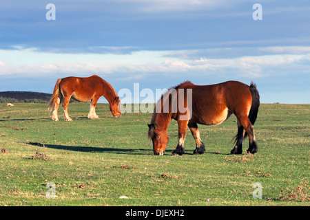 Due cavalli al pascolo su campo Foto Stock