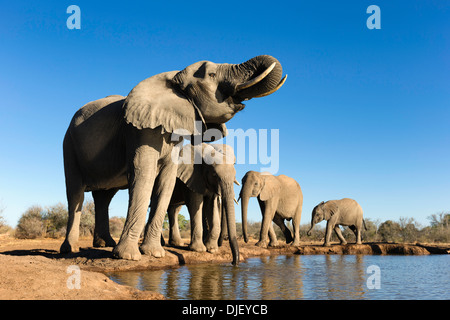 Elefante africano (Loxodonta africana) piccolo gruppo di elefanti di bere a waterhole in Riserva di Mashatu.Botswana Foto Stock