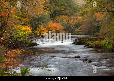 Il fiume Dart in autunno del Parco Nazionale di Dartmoor Devon UK Foto Stock