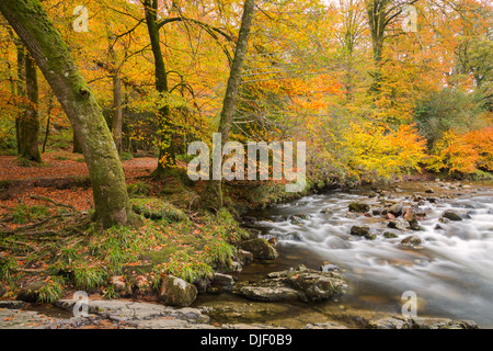 Il fiume Dart in autunno del Parco Nazionale di Dartmoor Devon UK Foto Stock