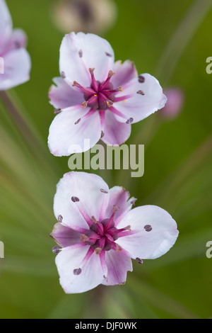 Giunco fiorito, Butomus umbellatus Foto Stock