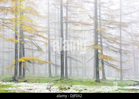 Bosco di larici in autunno con il colore giallo e la nebbia Foto Stock