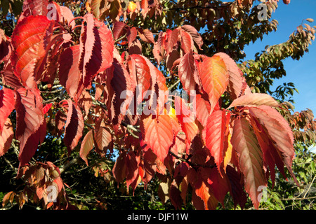 Ciliegia giapponese albero ''Prunus amanogawa'' in autunno, in Strokestown Park, Strokestown, Co. Roscommon, Repubblica di Irlanda Foto Stock