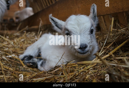 Baby posa di capra nel fieno Foto Stock