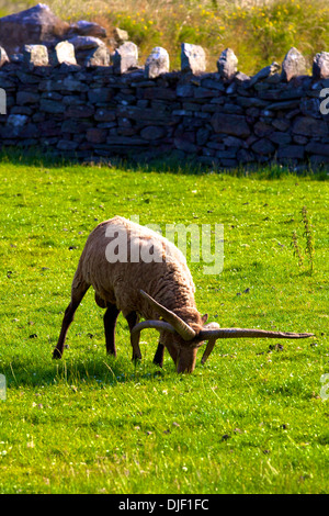 Manx Loaghtan pecore nativo di Isola di Man, Isola di Man Foto Stock