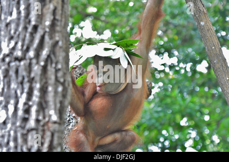 Giovani salvato Orangutan essendo preparato per tornare a selvaggio - Borneo fogliame sulla testa Foto Stock