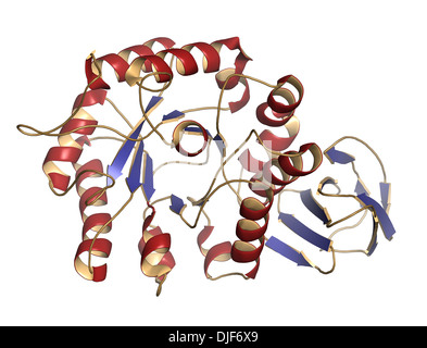 Alfa-galattosidasi (Agalsidasi) enzima. Cause di della malattia di Fabry. Somministrati come terapia di sostituzione enzimatica. Foto Stock