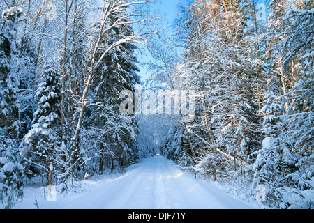 Incantevole paesaggio invernale con la foresta e la strada Foto Stock