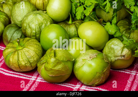 Un gruppo di appena raccolto tomatillos Foto Stock