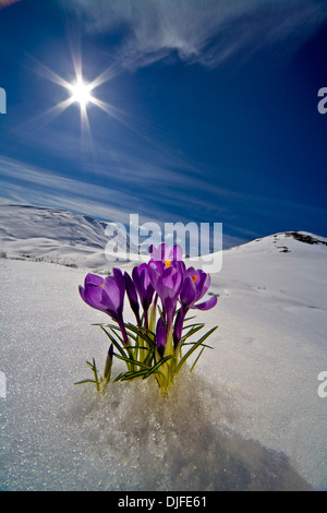 Fiore Crocus Peeking fino attraverso la neve in primavera. Centromeridionale Alaska. Foto Stock