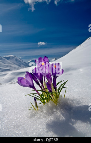 Fiore Crocus Peeking fino attraverso la neve durante la primavera in Alaska centromeridionale. Foto Stock