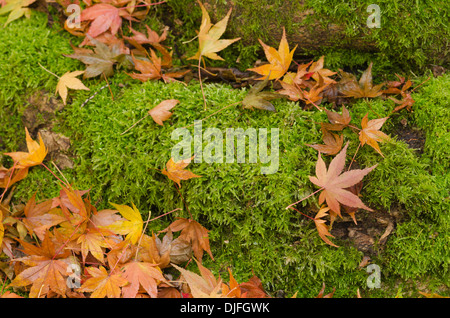 Moist giapponese di foglie di acer sheen di acqua su di loro dalla nebbia con contrasto luminoso verde muschio coperto la base del tronco di albero Foto Stock