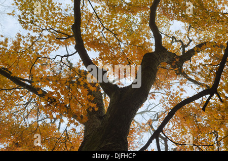 Giapponese di foglie di acero albero canopy in caduta sul nebbioso giorno in contrasto luminoso giallo arancione foglie con suggerimento di rugiada su di essi Foto Stock