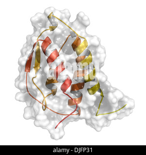 Granulocita-colonia macrofago-fattore stimolante (GM-CSF, molgramostim, sargramostim molecola). Globuli bianchi il fattore di crescita. Foto Stock