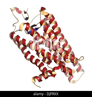 La rodopsina (visual viola) la percezione della luce di proteina, struttura chimica. Pigmento biologico molecola presente nell'occhio. Foto Stock