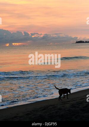 (131128) -- Pechino , nov. 28, 2013 (Xinhua) -- Un cane passeggiate sulla spiaggia di Sambava, Madagascar, nov. 23, 2013. (Xinhua/Wu Xiaoling) (zhf) Foto Stock