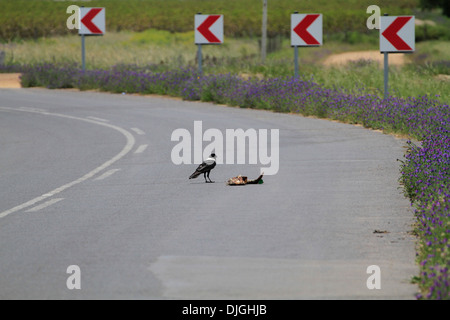 Un Pied Crow (Corvus albus) seduta nella strada accanto ad alcuni road kill. Foto Stock