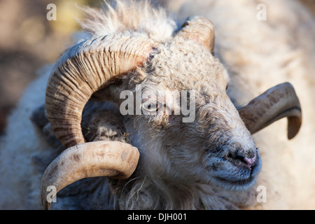 Ritratto di capra nella luce del mattino Foto Stock