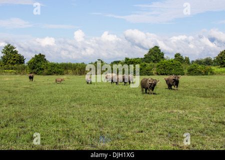 Masse Buffalo e inclinato in erba Foto Stock