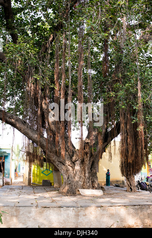 Ficus Benghalensis. Indian banyan tree nel mezzo di una zona rurale villaggio indiano. Andhra Pradesh, India Foto Stock