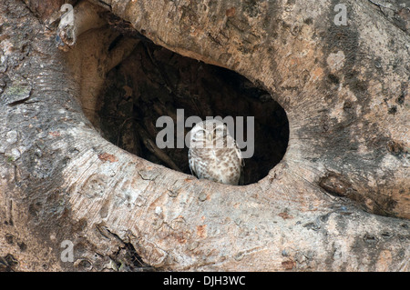 Spotted owlet sbirciando al di fuori del foro albero Parco Nazionale di Kanha Madhya Pradesh india Foto Stock