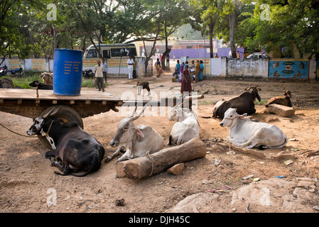 Indian carrello di giovenco e zebù nella parte anteriore di un rurale villaggio indiano scuola. Andhra Pradesh, India. Foto Stock