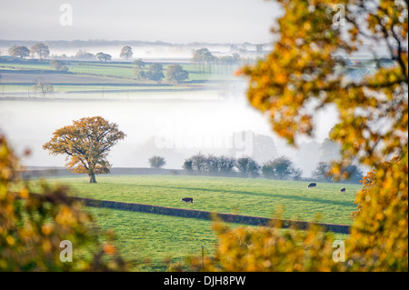 Mucche al pascolo emerge in luce in una nebbiosa mattina vicino a Wotton-under-Edge nel Gloucestershire Cotswolds REGNO UNITO Foto Stock