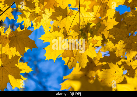 Ottobre Blues 8. Foglie di giallo e nero a rami di un albero di acero contro lo sfondo di colore blu cielo di ottobre Foto Stock