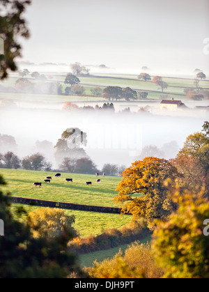 Mucche al pascolo emerge in luce in una nebbiosa mattina vicino a Wotton-under-Edge nel Gloucestershire Cotswolds REGNO UNITO Foto Stock