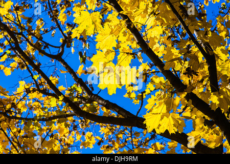 Ottobre Blues 9. Foglie di giallo e nero a rami di un albero di acero contro lo sfondo di colore blu cielo di ottobre Foto Stock