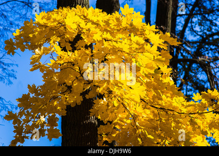 Ottobre Blues 10. Foglie di giallo e nero a rami di un albero di acero contro lo sfondo di colore blu cielo di ottobre Foto Stock