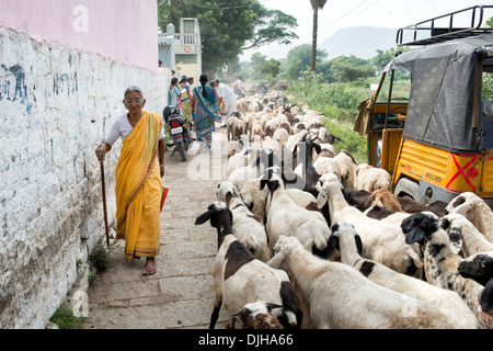 Rurale donna indiana a piedi passato capre fuori del Sri Sathya Sai Baba outreach mobile hospital Clinic. Andhra Pradesh, India Foto Stock