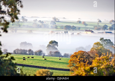 Mucche al pascolo emerge in luce in una nebbiosa mattina vicino a Wotton-under-Edge nel Gloucestershire Cotswolds REGNO UNITO Foto Stock