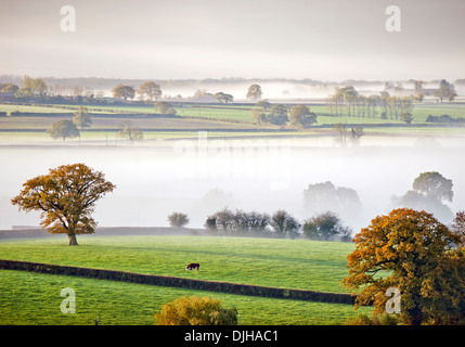 Mucche al pascolo emerge in luce in una nebbiosa mattina vicino a Wotton-under-Edge nel Gloucestershire Cotswolds REGNO UNITO Foto Stock