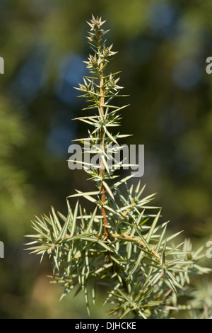 Il ginepro comune, juniperus communis Foto Stock