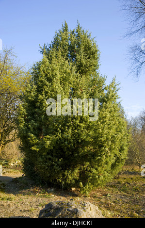 Il ginepro comune, juniperus communis Foto Stock