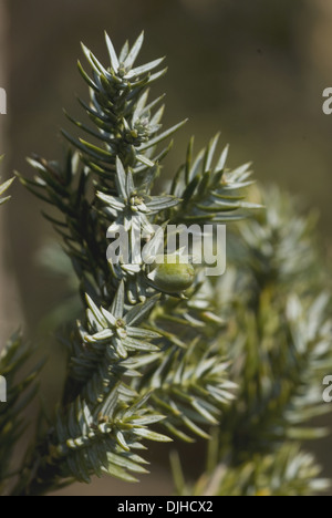 Sfoglia il ginepro, juniperus squamati Foto Stock