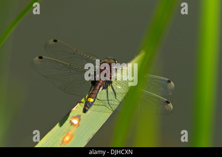 Grandi di fronte bianco-Darter (Leucorrhinia pettorale), maschio Foto Stock