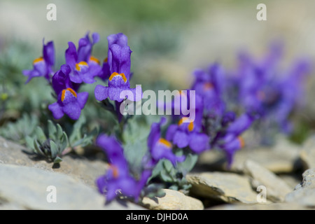 Alpine, toadflax Linaria alpina Foto Stock