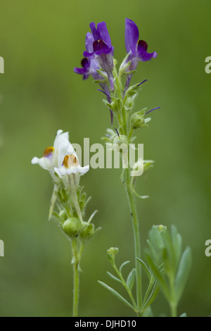 Alpine, toadflax Linaria alpina Foto Stock