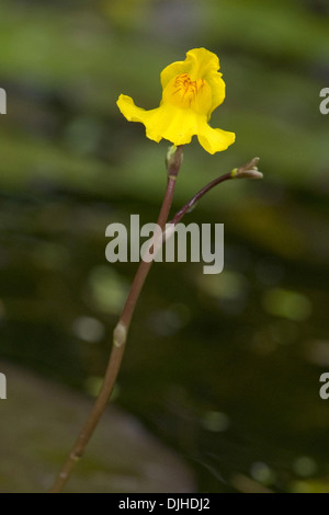 Comune di fiori di scimmia, mimulus guttatus Foto Stock