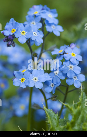 Dimenticare alpino-me-non, myosotis alpestris Foto Stock