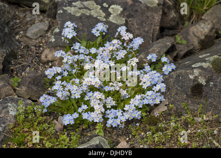 Rehsteiners dimenticare-me-non, myosotis rehsteineri Foto Stock