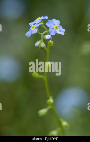 Vero "non ti scordar di me", myosotis scorpioides Foto Stock