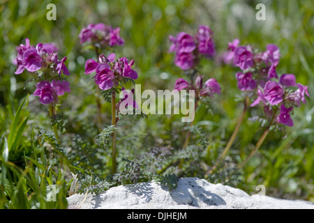 A becco lungo, lousewort pedicularis rostratocapitata Foto Stock