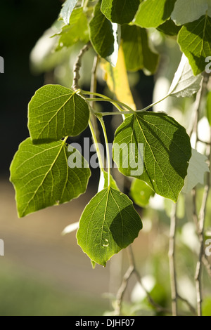 Argento, pioppo populus alba Foto Stock